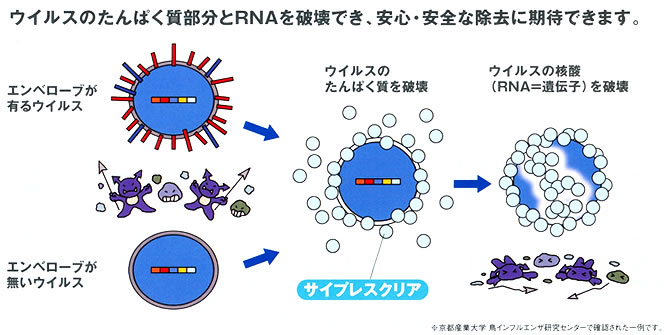 ウイルスのたんぱく質部分とRNAを破壊でき、安心・安全な除去に期待できます。